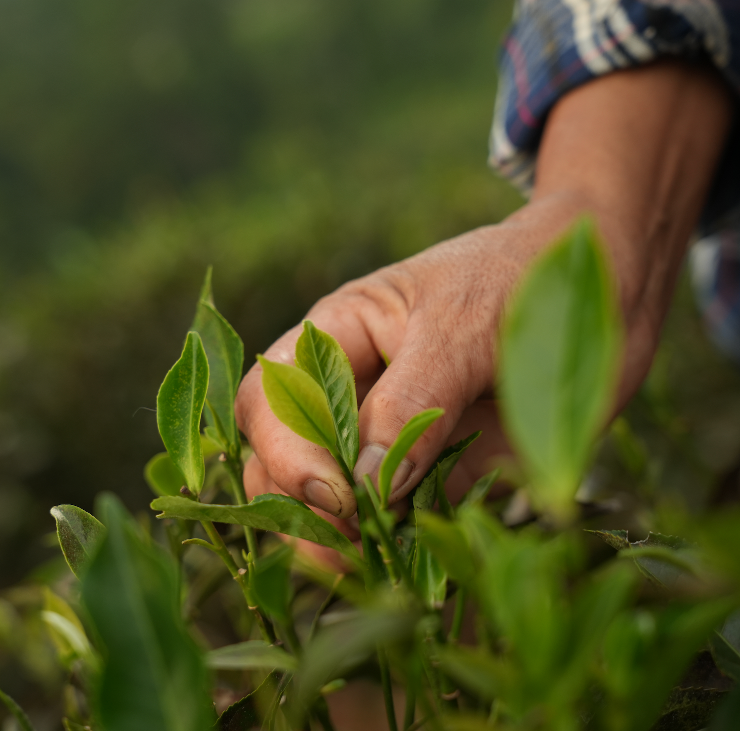 Black Autumn Tea : 10th September