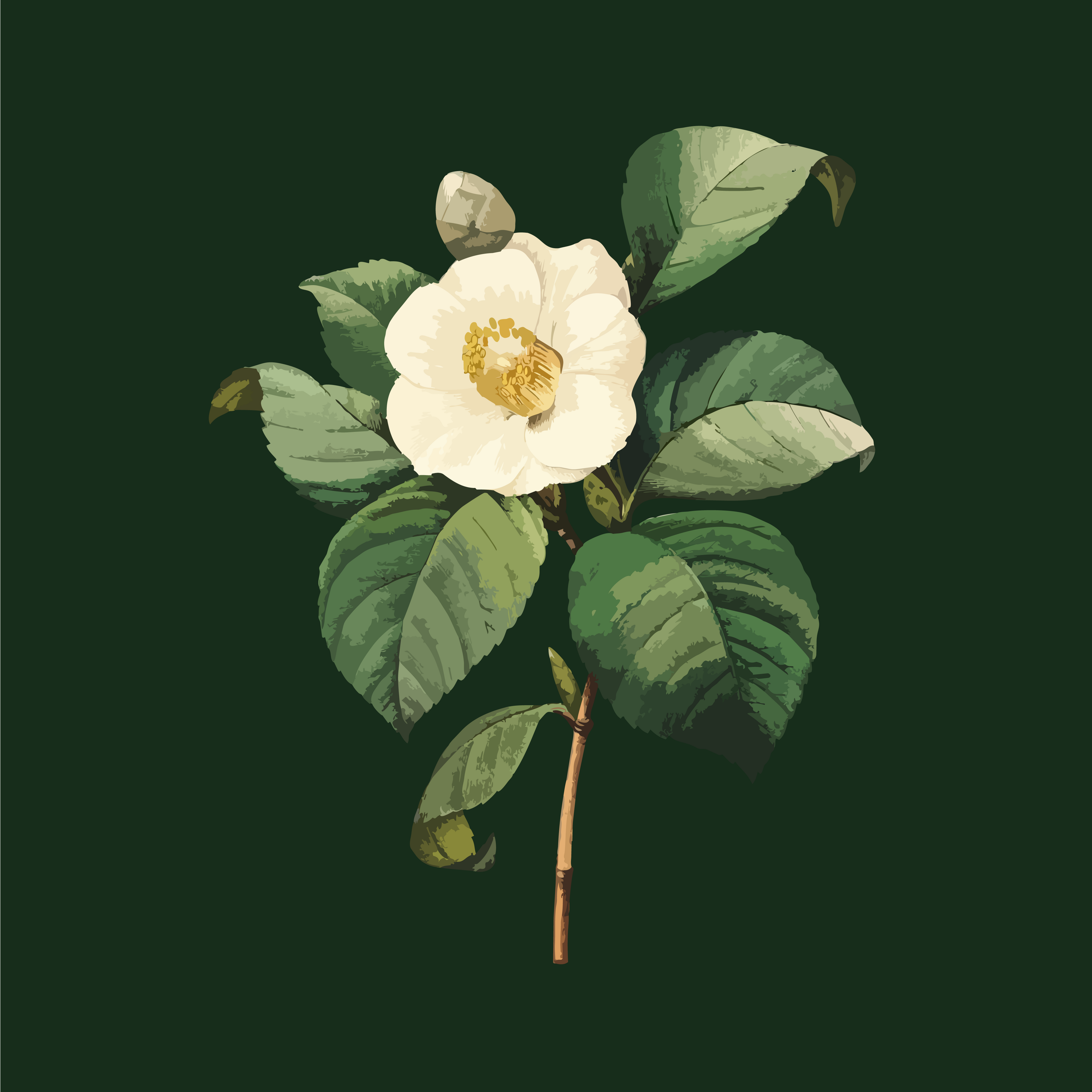 Oolong Monsoon Tea : 11th August